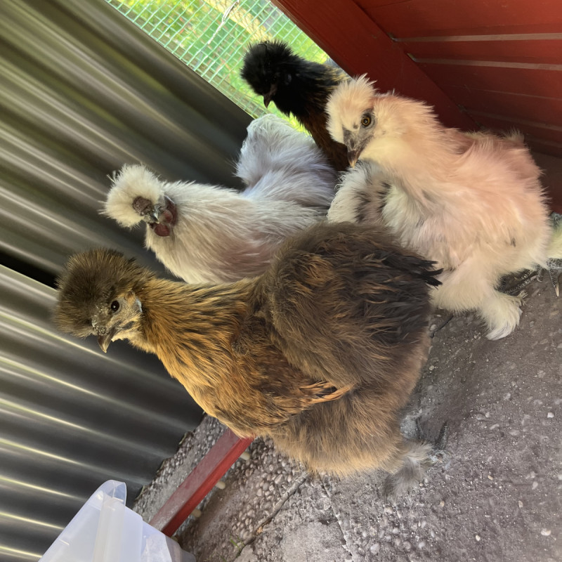 Die wilden Hühner sind da …🐓