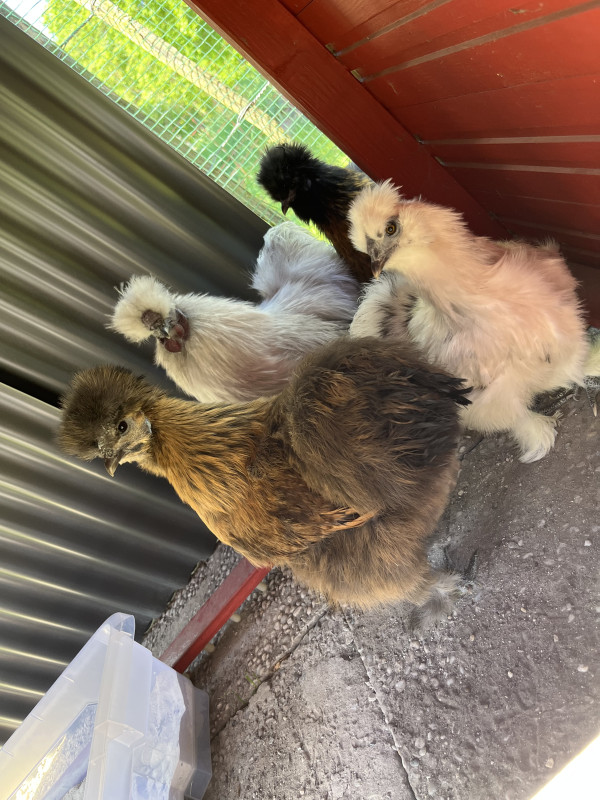 Die wilden Hühner sind da …🐓
